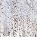 Papel pintado Bosque de abedules en invierno - EMELIEmaria