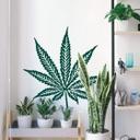 Cannabis