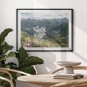 Plakat Hvid alpin edelweiss på bjerget