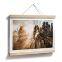 Póster sobre la naturaleza Rayos de luz en el bosque - Eisenmann