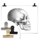Póster Calavera 01