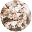 Fototapet - Rundt Annie - Velvet Blossoms - vliesetapet/selvklæbende non-woven tapet