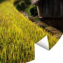 Fototapet - Rundt Intarob - rismarker i Vietnam - vliesetapet/selvklæbende non-woven tapet
