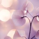 Delicada orquídea en púrpura | Fotomural - Treechild