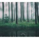 Fotomural - Lindsten - En el bosque