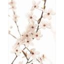 Fotomural floral rama con flores de cerezo blanco - Sisi & Seb