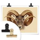 Póster Marrón - Urial
