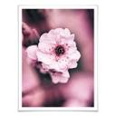 Plakat - Blomsterpragt - detaljer