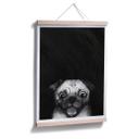 Póster Graves - Snuggle Pug