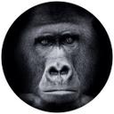 Gorilla Fototapet - Rund - vliesetapet/selvklæbende non-woven tapet