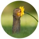 Muursticker Rond Dick van Duijn - Eekhoorn met Bloem