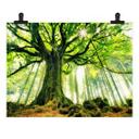 Póster Kiciak - Bosque de cuento de hadas