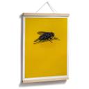 Póster Marrón - Mosca doméstica sobre amarillo