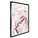 Plakat - 1X Studio - Rose