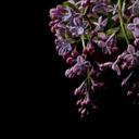 DarkFlowers1 blomstertapet sortlilla - non-woven tapet Designwalls 2 - 2,55 x 3,5 m