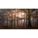 Dingemans - Fotomural "Niebla en el bosque de otoño