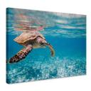 Lienzo tortuga de viaje