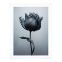 Póster tulipán aterciopelado en negro - Paksoylu