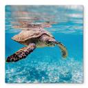 Plateau de table en verre - Tortue en voyage - Carré