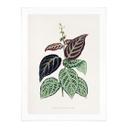 Plakat Illustration af blade - Bignonia Argyro Violascea