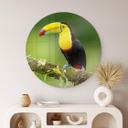 Tableau sur verre van Duijn - Tukan du pêcheur au Costa Rica