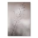 Fototapet Græsstrå med dugdråber - Sillen – print på aluminium (Alu-Dibond)