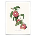 Póster Suelto - Planta de donuts
