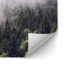 Salpicadero de cocina autoadhesivo Foggy forest
