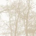 Fotomural bosque - Bosque invernal silencioso - Böhmer