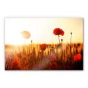 Tableau en verre acrylique - Soleil dans champ de coquelicots