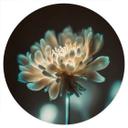 Vinilo decorativo de flores Corazón de flor brillante - Treechild - Redondo