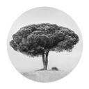 Póster Martin - Árbol en blanco y negro - Redondo