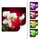 Zelfklevende Poster  Beautiful Orchid