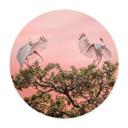 Póster Zhao - Pareja de pájaros al atardecer - Redondo