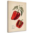 Canvasbillede, Grøntsagshøst Paprika