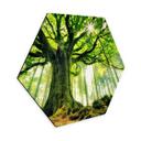 Hexagon Dibond Eventyrlig skov - Kiciak