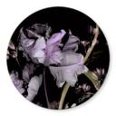 Glasbild Lila Blumen - Guido Maria Kretschmer Kollektion - Rund - Ø 70 cm