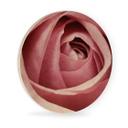Billede af træ Den lyserøde rose - Rund
