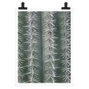 Póster 1X Studio - Cactus