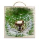 Cuadro de madera diente de león al viento - 40x41,5 cm