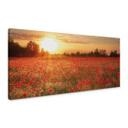Lienzo Campo de amapolas al atardecer - Panorama