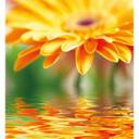Fototapet Gerbera Reflection - 240x260 cm