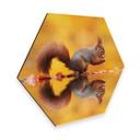 Hexagon Dibond van Duijn - Eekhoorntje met Noot