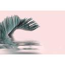 Livingwalls papier peint photo ARTist Palm Leaf Water avec feuille de palmier rose