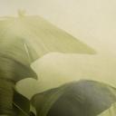 Landskabstapet Big Pictures green 4,50 x 2,70 m