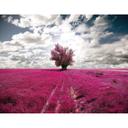 Fototapet The Lonely Tree - 336x260 cm