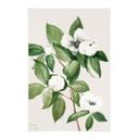 Tekstil plakat botanik illustration af en falsk kamelia - Walcott