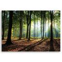 Canvasbillede, Skov ved solopgang