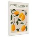 Lienzo Boho limonero - Citrus Limonum - Tunaboylu