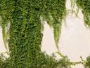 tapet efeu væg grøn creme - non-woven tapet Industrial Livingwalls - mat og glat
